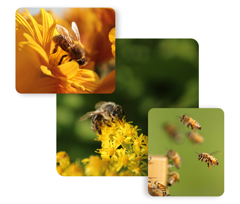 Pilier numéro 1 de la fondation Lune de Miel