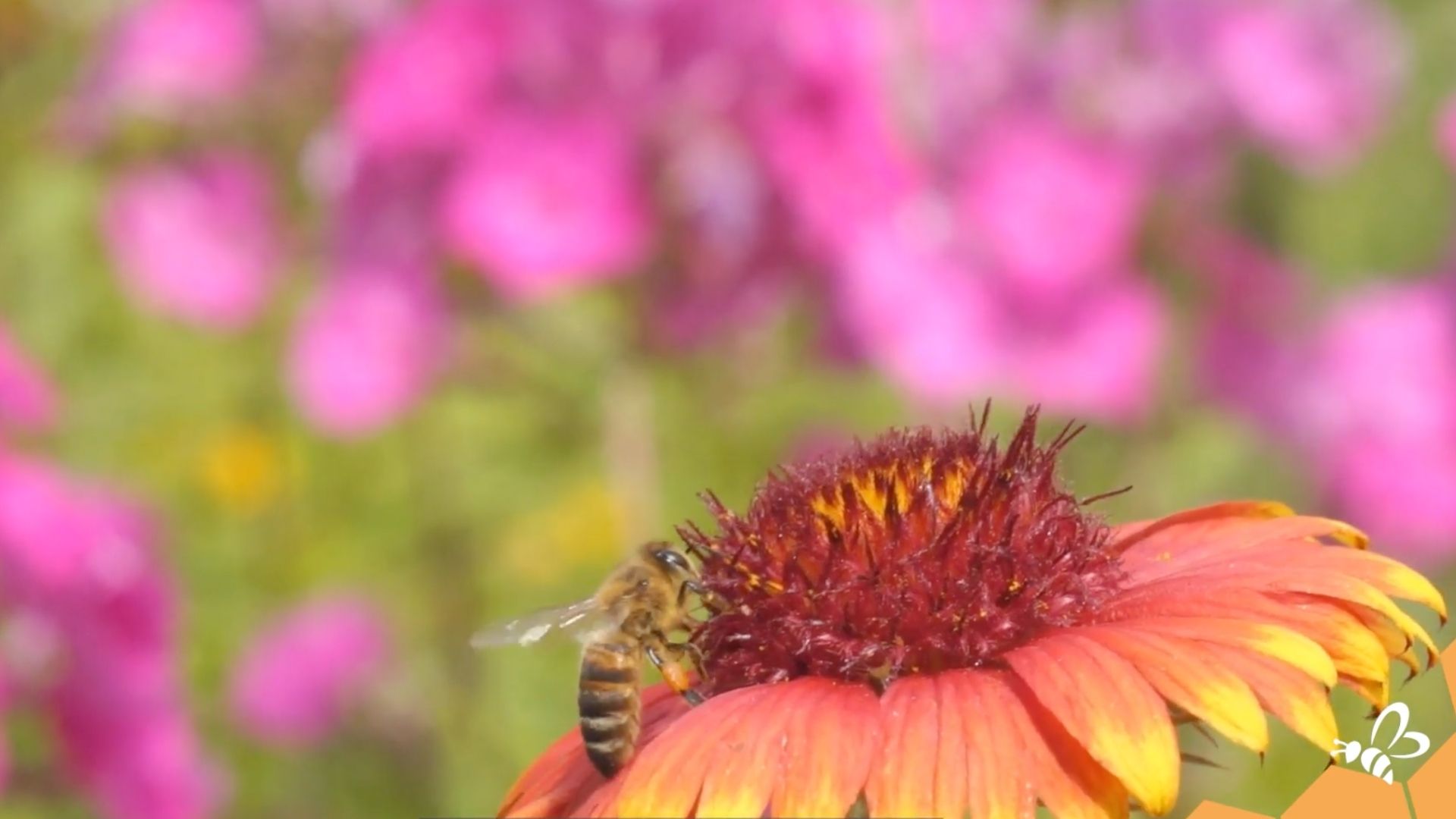 Fleur butinées abeille